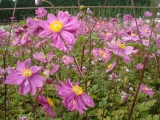 ANEMONE HUPEHENSIS PRINZ  HEINRICH